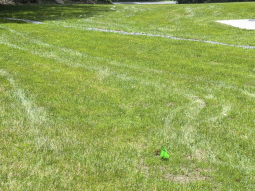Hydroseed Goshen